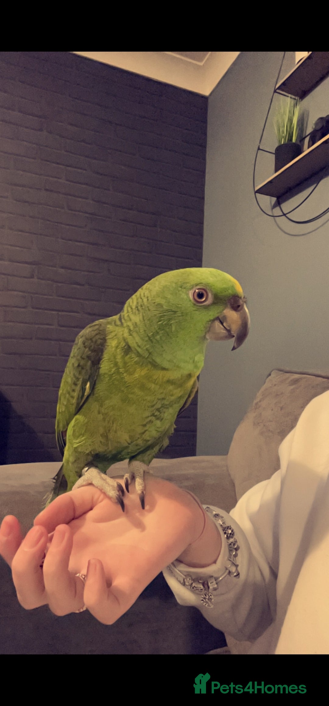 Parrots birds for sale: Yelow nape amazon - Image 10