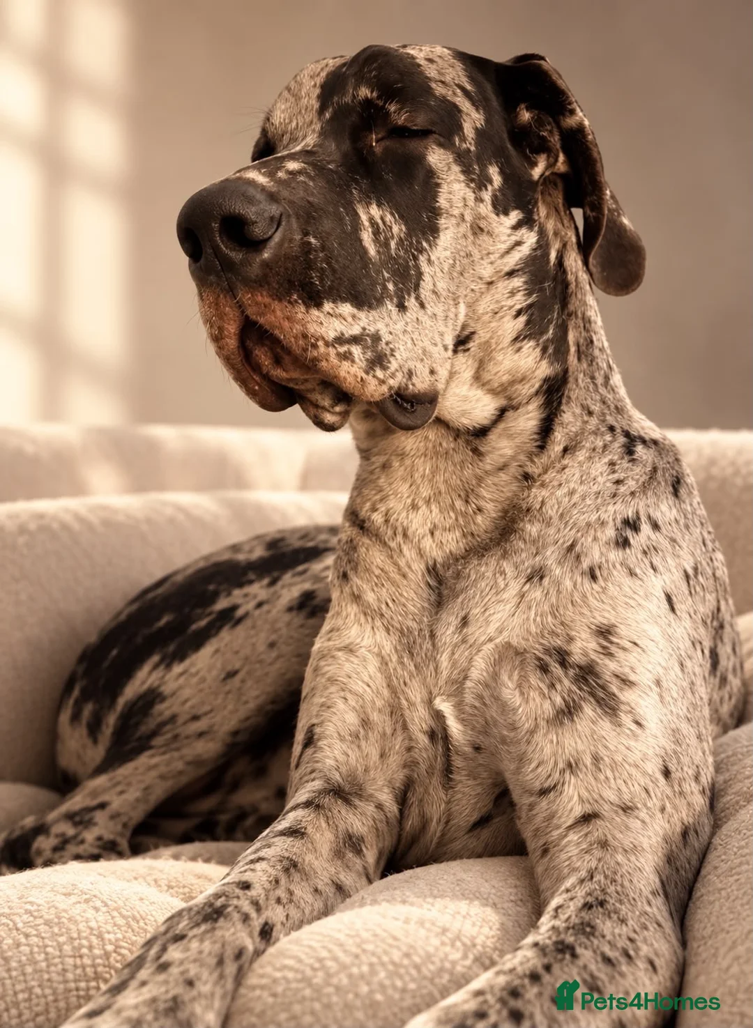 Great Dane dogs for stud: 🩶🖤Unproven Stud🖤🩶 KC Registered Merle 17 month - Advert 2