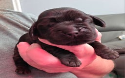 Cocker Spaniel dogs for sale: Sold Sold Sold - Image 7