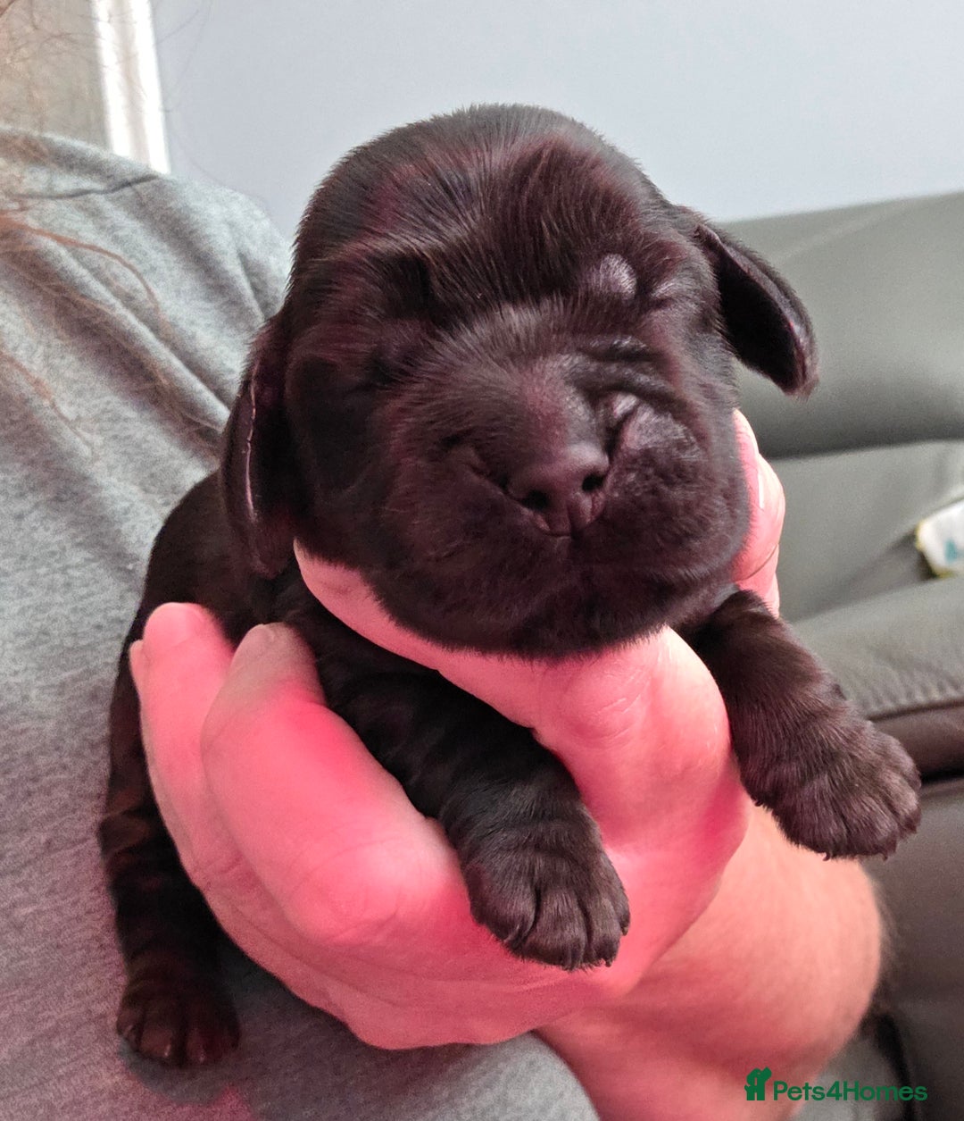 Cocker Spaniel dogs for sale: Sold Sold Sold - Image 7