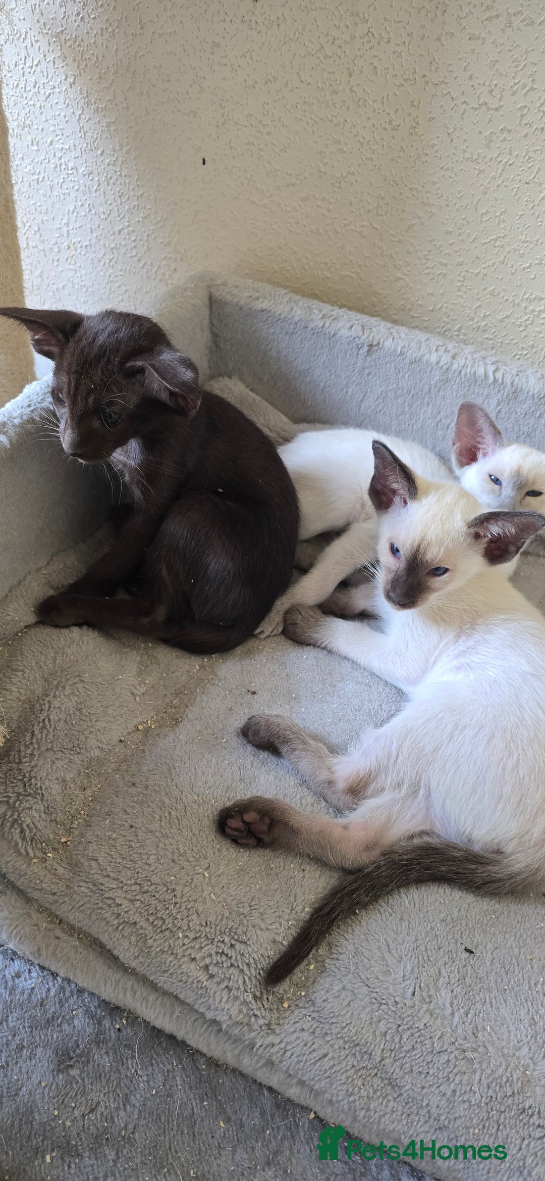 Oriental cats for sale: Oriental kittens  - Image 1