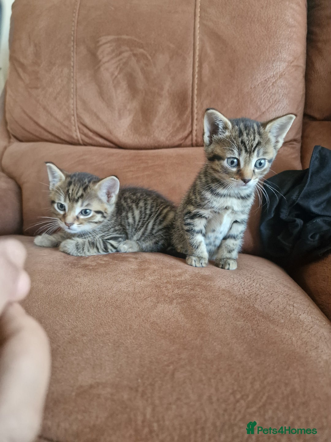 Domestic Shorthair cats for sale: 5 beautiful kittens for sale - Image 15
