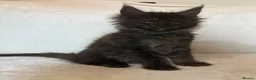 Maine Coon cats for sale: READY NOW 🐾 STUNNING GCCF MAINE COON KITTENS 🐾 - Advert 10