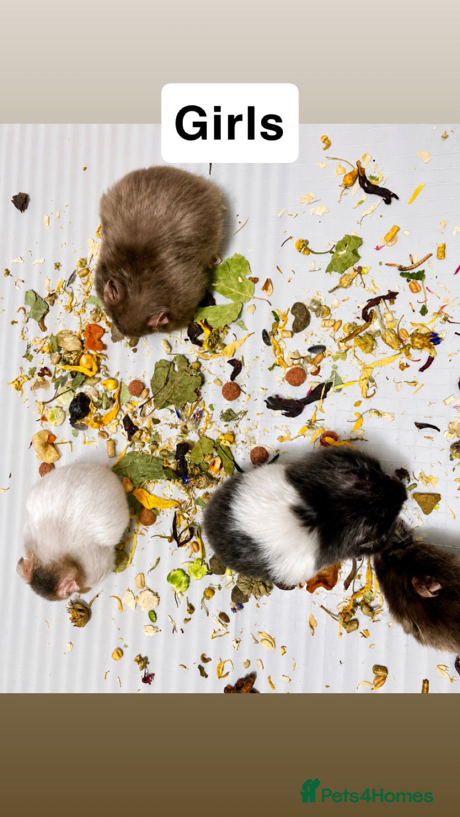 Hamster rodents Baby Syrian hamsters - Advert 1