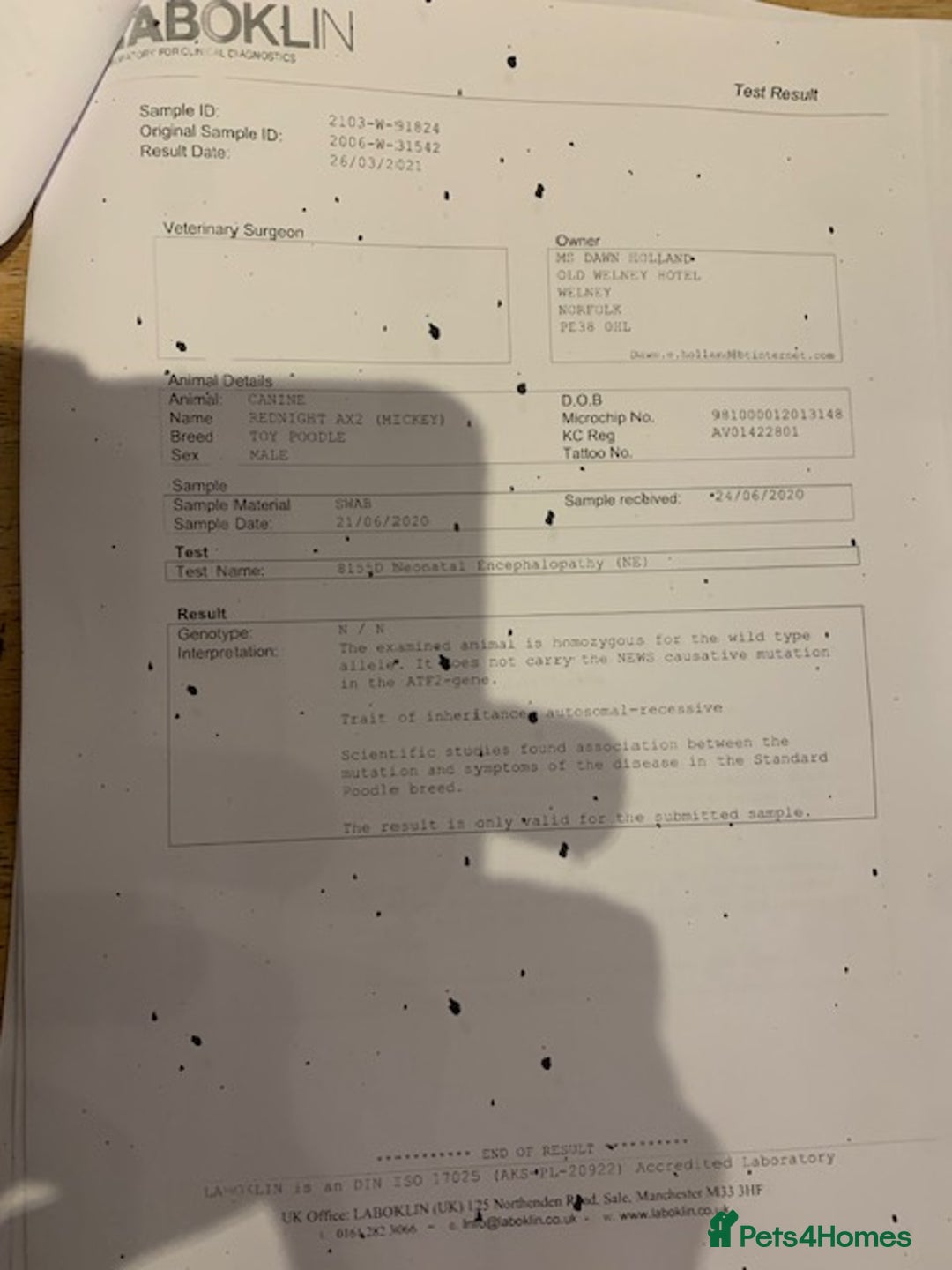 Cockapoo dogs for sale: beautifull fib cockerpoos  - Advert 10