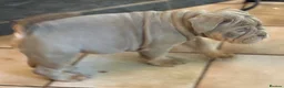 Olde English Bulldogge dogs for sale: Last 2 old English bulldogs  - Advert 6