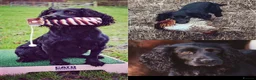 Cocker Spaniel dogs for sale: Beautiful KC reg WCS bitch pup - Advert 2