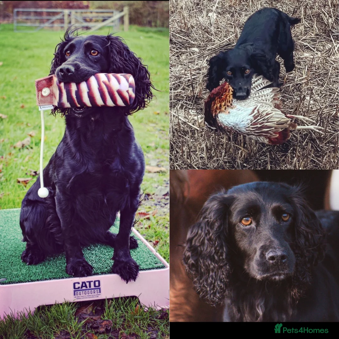 Cocker Spaniel dogs for sale: Beautiful KC reg WCS bitch pup - Advert 2