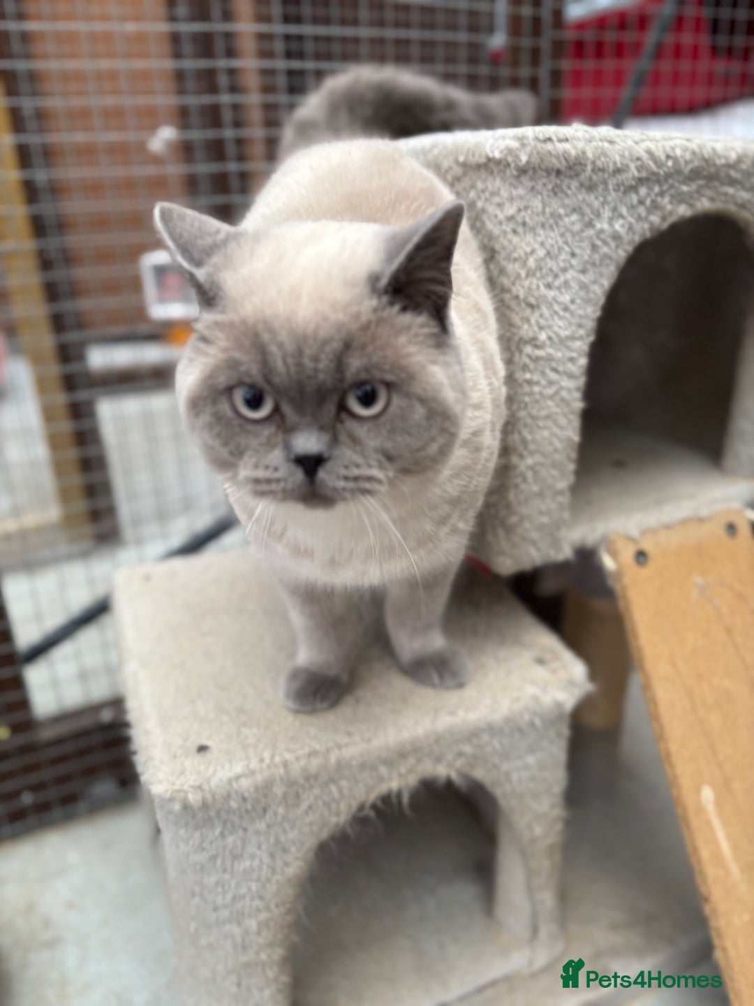 British Shorthair cats for sale: British shorthair GGCF active boy Blue CP  - Image 4