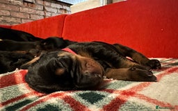 Dobermann dogs for sale: 🏆Supreme Dobermanns - Where Excellence Begins 🏆 - Image 4