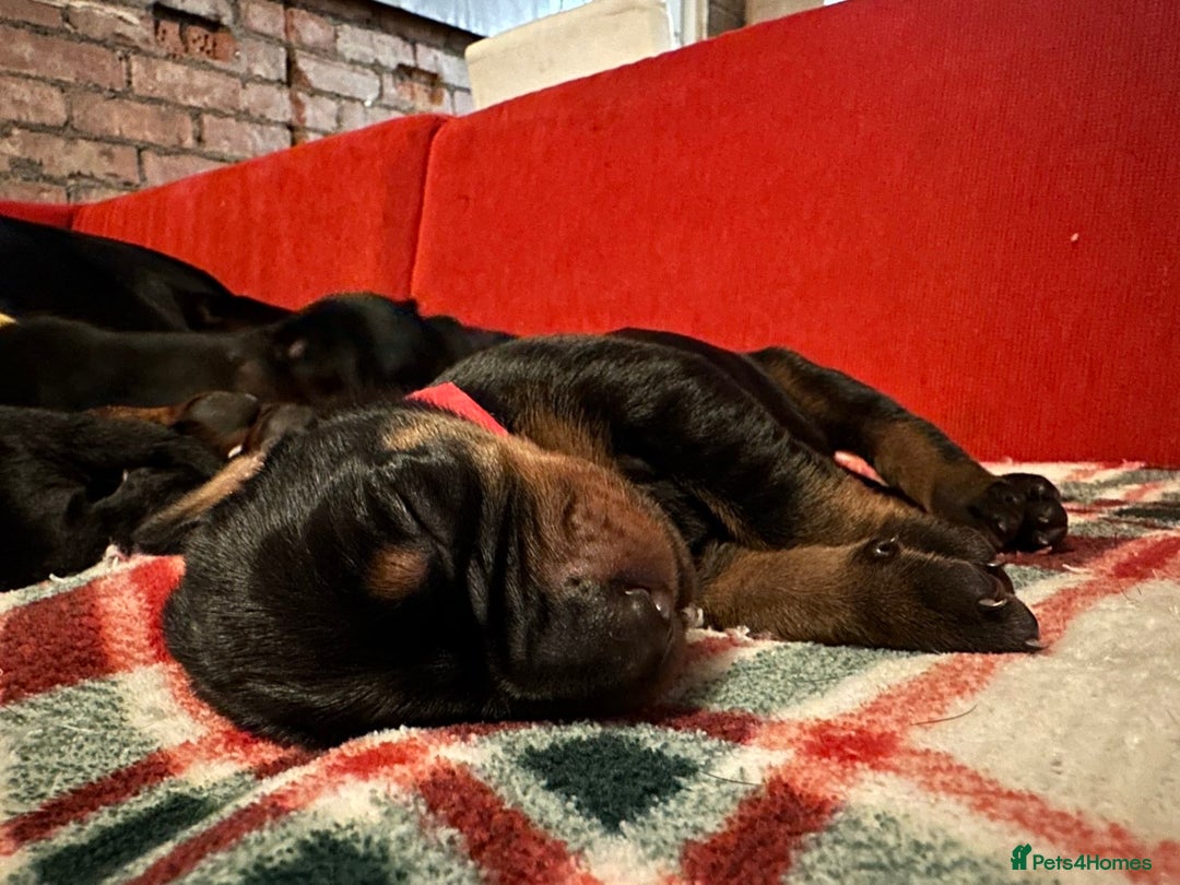 Dobermann dogs for sale: 🏆Supreme Dobermanns - Where Excellence Begins 🏆 - Image 4