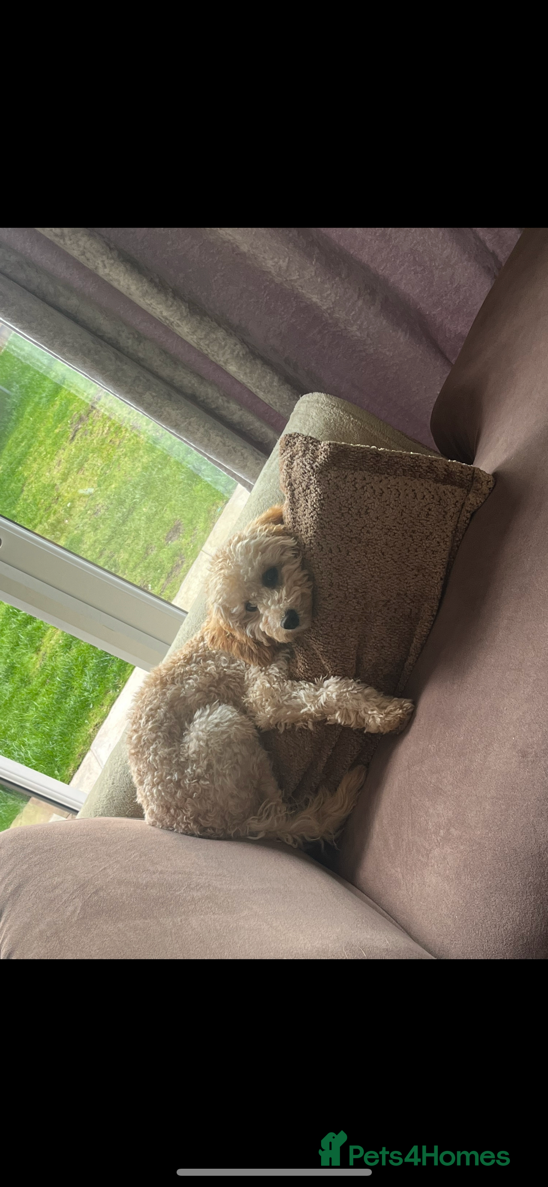 Cockapoo dogs for sale: 7 month old cockapoo girl Daisy  - Image 3