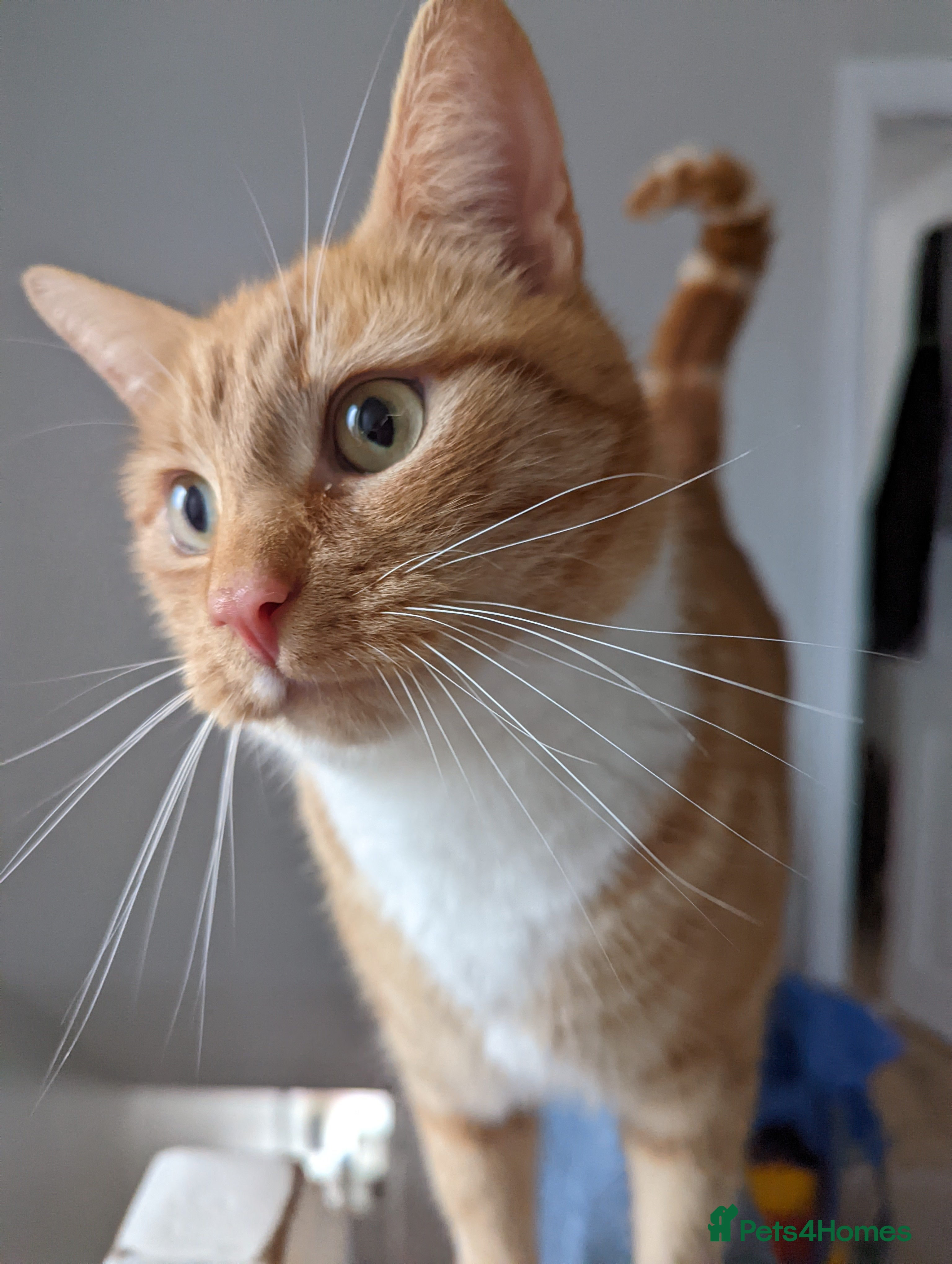 Mixed Breed cats Orange cat looking for a loving home - Advert 1