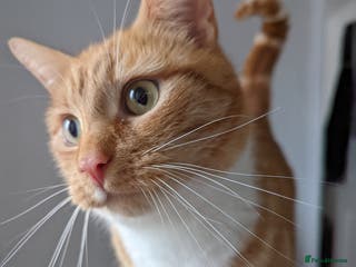 Mixed Breed cats Orange cat looking for a loving home - Advert 8