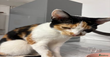 Mixed Breed cats - Advert 16