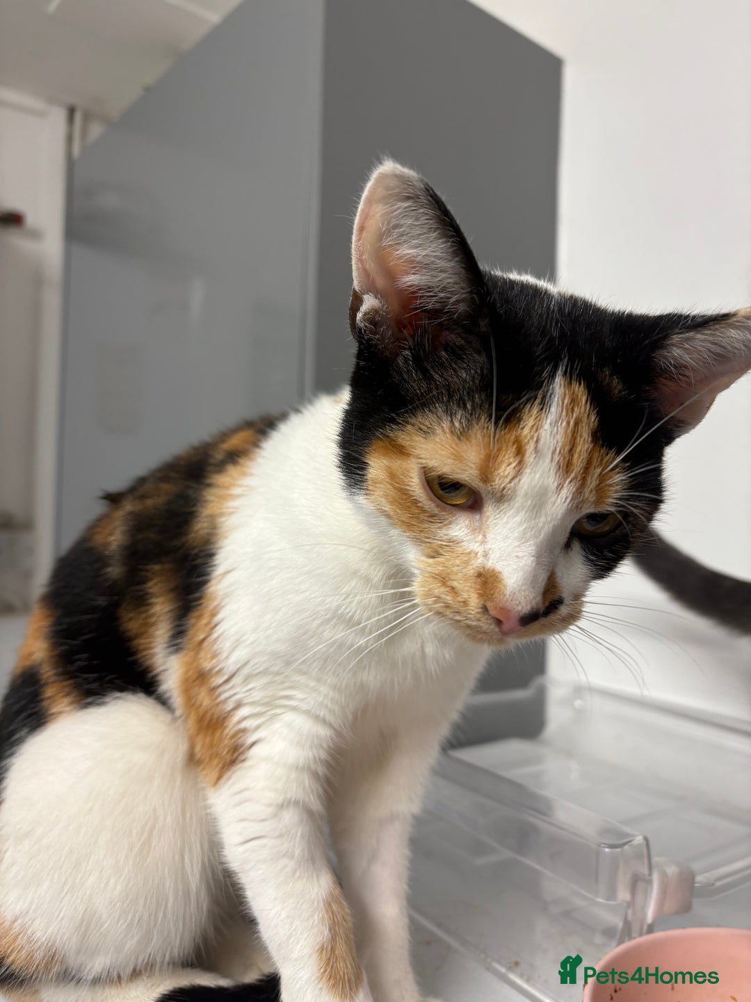 Mixed Breed cats for sale: 1 year old splat  - Image 2