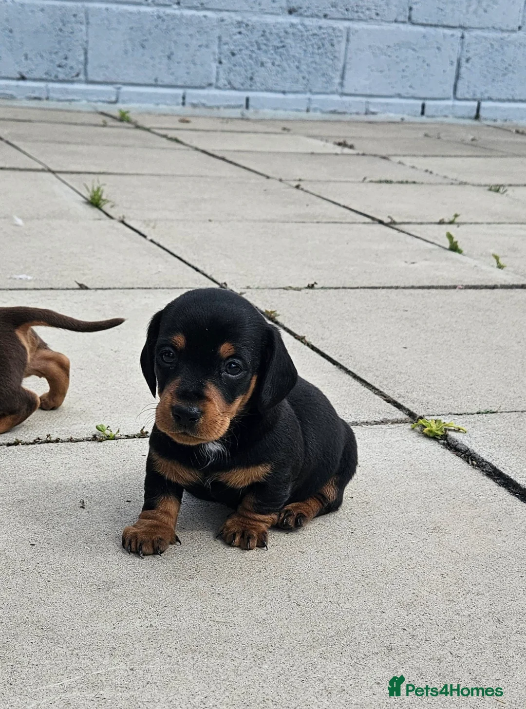 Miniature Dachshund dogs for sale: Miniature dachshund puppies  - Advert 22
