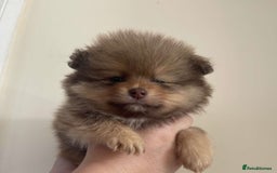 Pomeranian dogs for sale: Pomeranian puppy’s  - Image 14