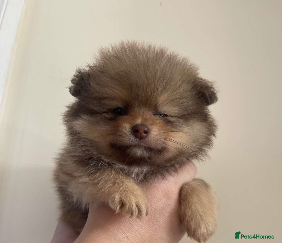 Pomeranian dogs for sale: Pomeranian puppy’s  - Image 14