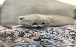 British Shorthair cats for sale: Beautiful British shorthair champion bloodlines - Image 23