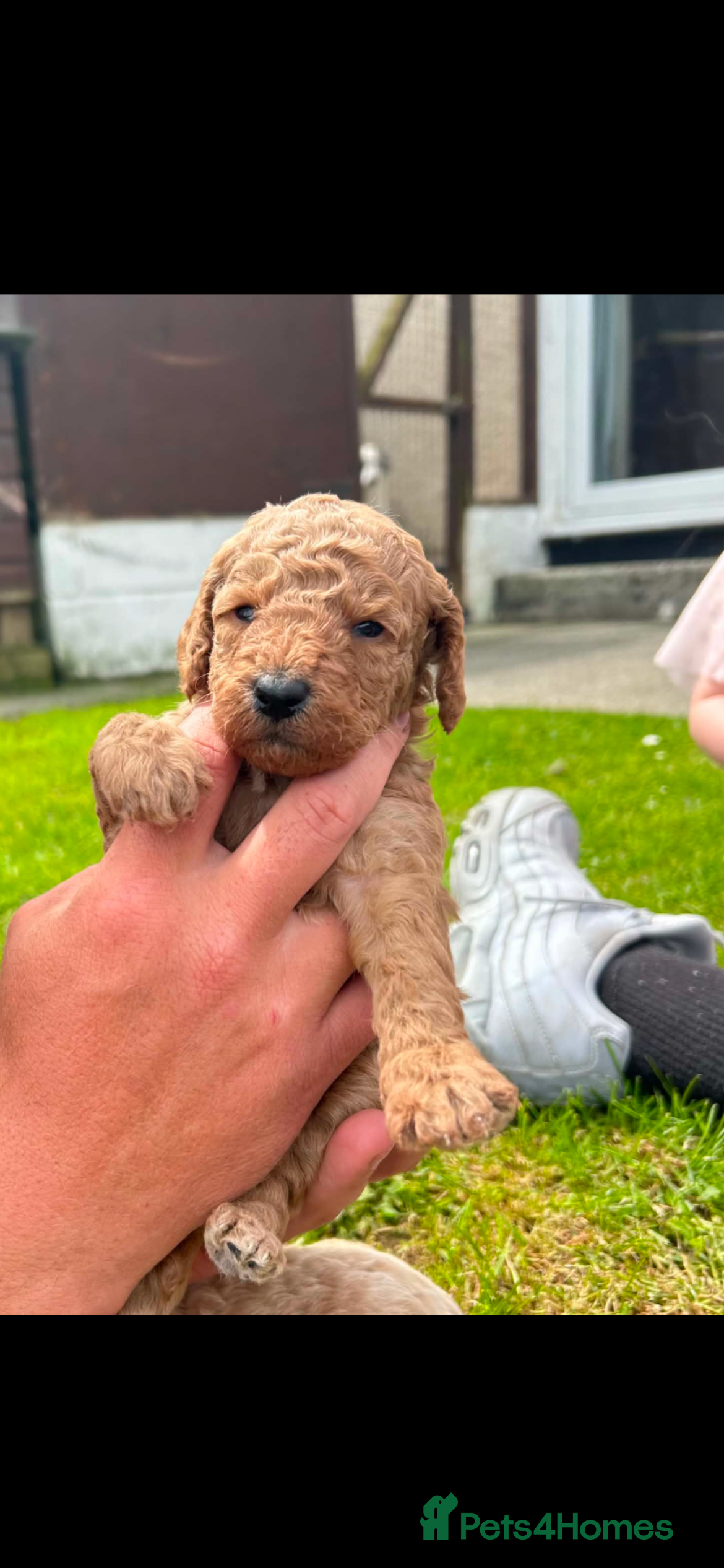 Miniature Poodle dogs ⭐️⭐️ stunning miniature poodle puppies ⭐️⭐️ - Advert 1