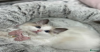 Ragdoll cats - Advert 9
