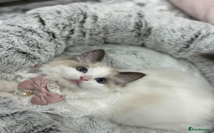 Ragdoll cats - Advert 1