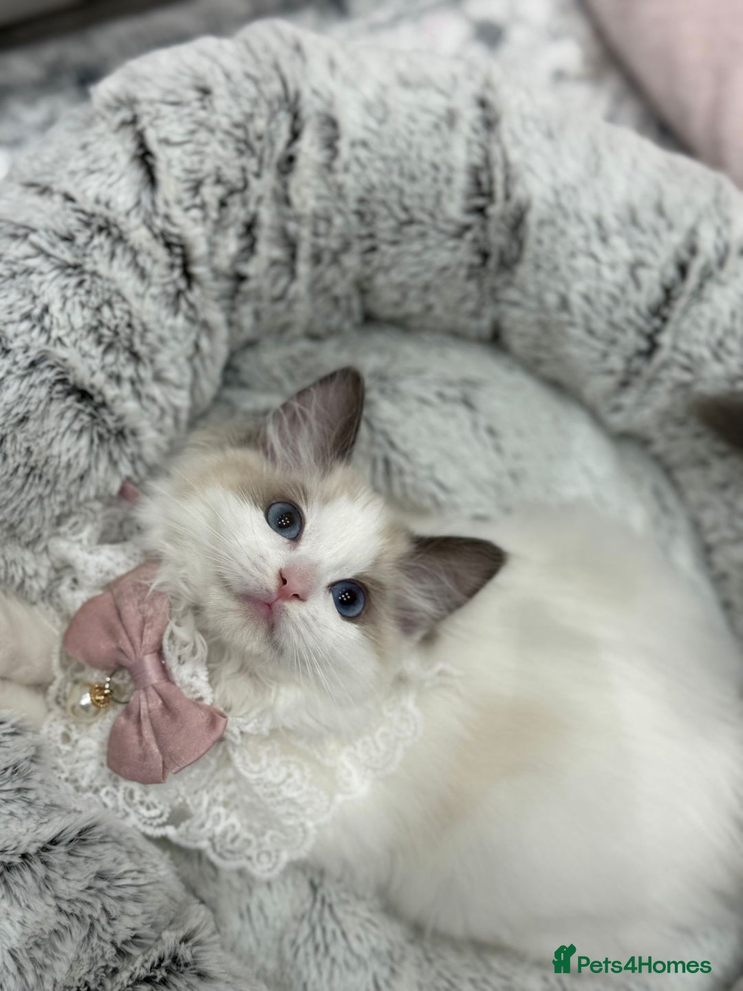 Ragdoll cats for sale: GCCF, They are ready for their new home. - Image 2
