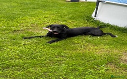 Springador dogs for sale: Springador puppies - Image 14