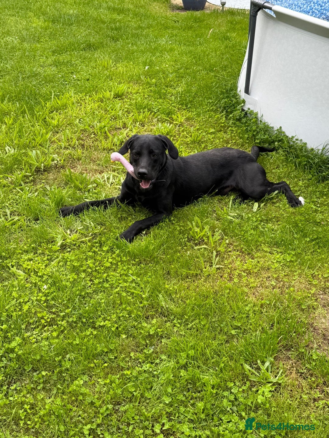 Springador dogs for sale: Springador puppies - Image 14