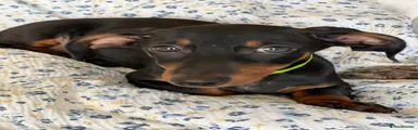 Dachshund 2