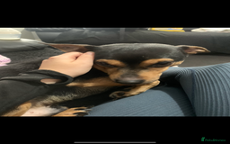 Mixed Breed dogs for sale: Jack russle cross chihuahua  - Image 2