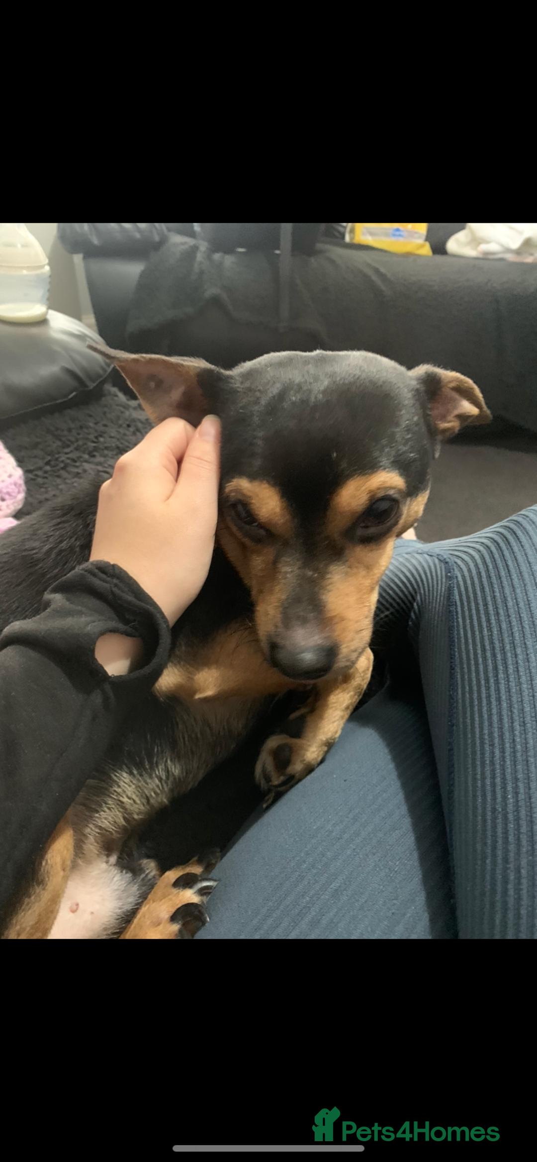 Mixed Breed dogs for sale: Jack russle cross chihuahua  - Image 2