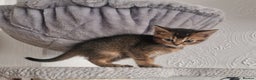 Abyssinian cats for sale: Abyssinian Cross British Blue - Advert 8