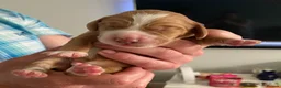 Sprocker dogs for sale: Beautiful Working Sprocker Spaniel Pups – Last Two in Andover - Advert 5