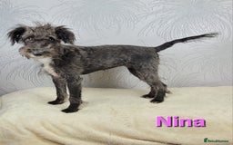 Australian Labradoodle dogs for sale: Australian Labradoodle × Fox Terrier Puppies - Image 6
