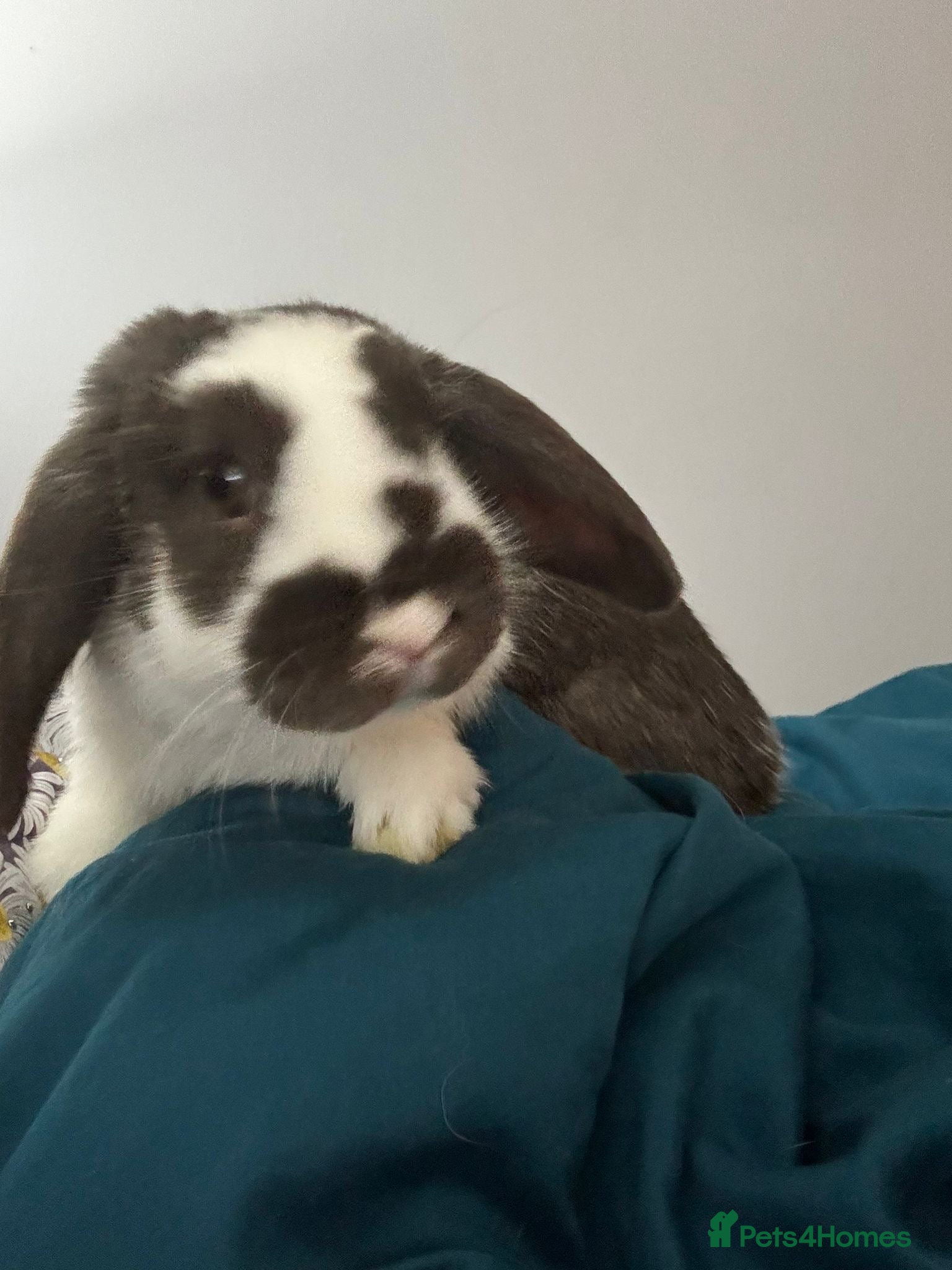 Mini Lop rabbits Mini lop for sale due to change of circumstances  - Advert 1