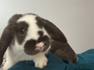 Mini Lop rabbits Mini lop for sale due to change of circumstances - Advert 3