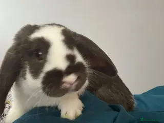 Mini Lop rabbits Mini lop for sale due to change of circumstances - Advert 13