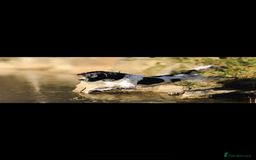 English Springer Spaniel dogs for sale: 6 gorgeous KC reg ESS puppies  - Image 7