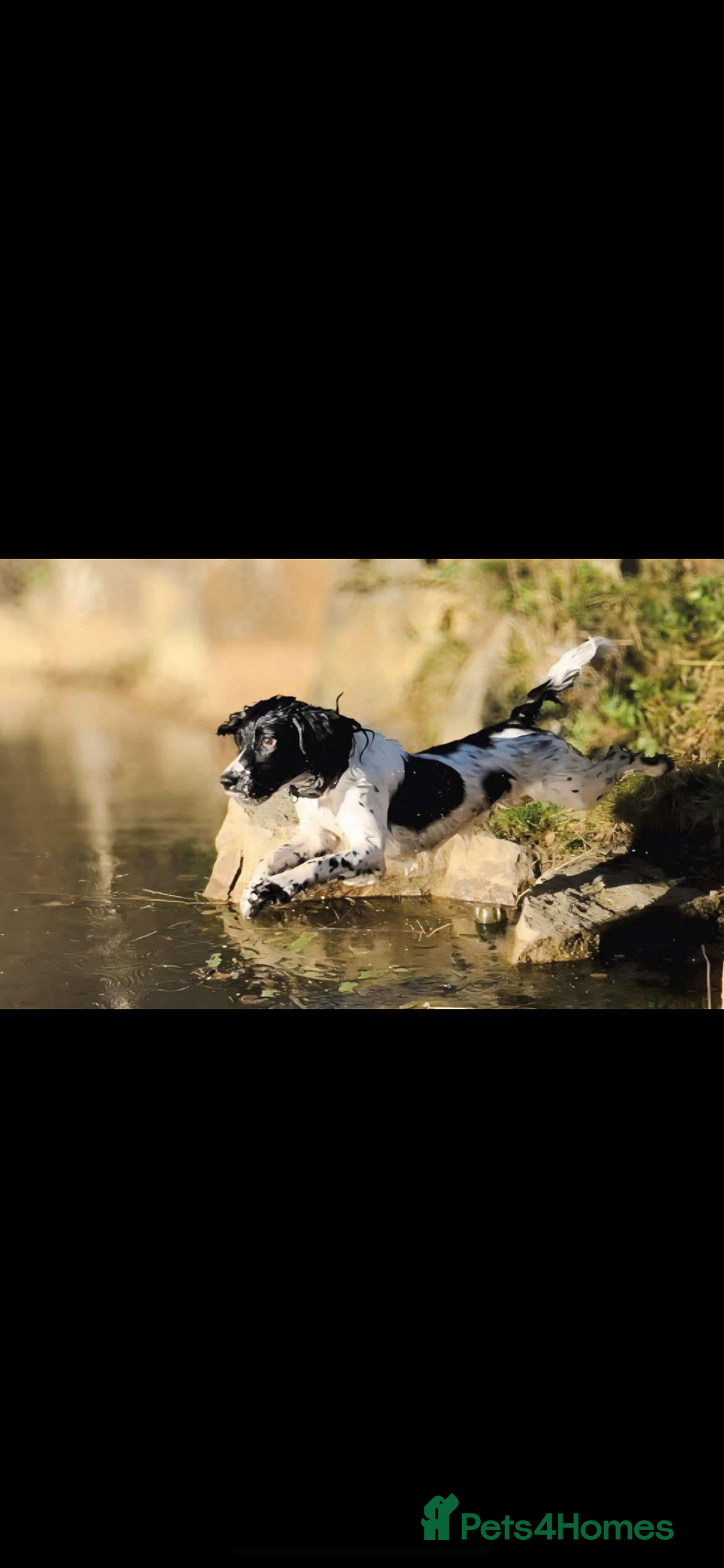 English Springer Spaniel dogs for sale: 6 gorgeous KC reg ESS puppies  - Image 7
