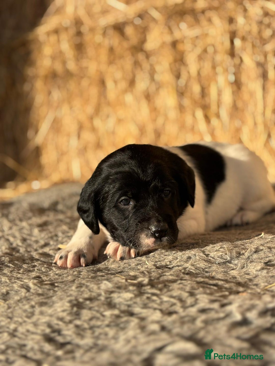 Springador dogs for sale: Springador Puppies - Advert 11