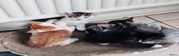 Mixed Breed cats for sale: Mixed tabby kittens  - Advert 5