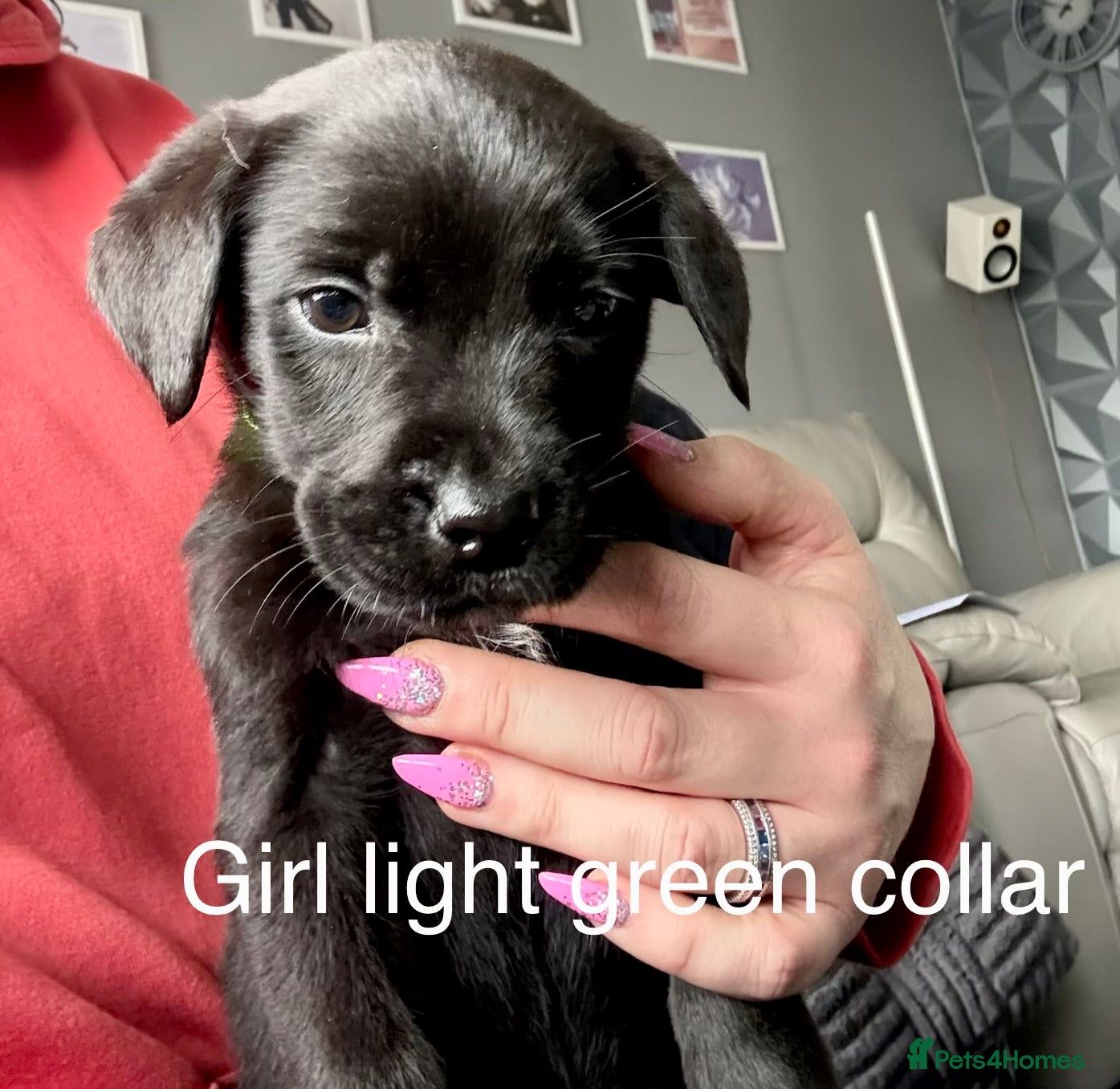 Mixed Breed dogs Last 4 Mastador puppies READY NOW - Advert 5