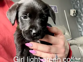 Mixed Breed dogs Last 4 Mastador puppies READY NOW - Advert 6