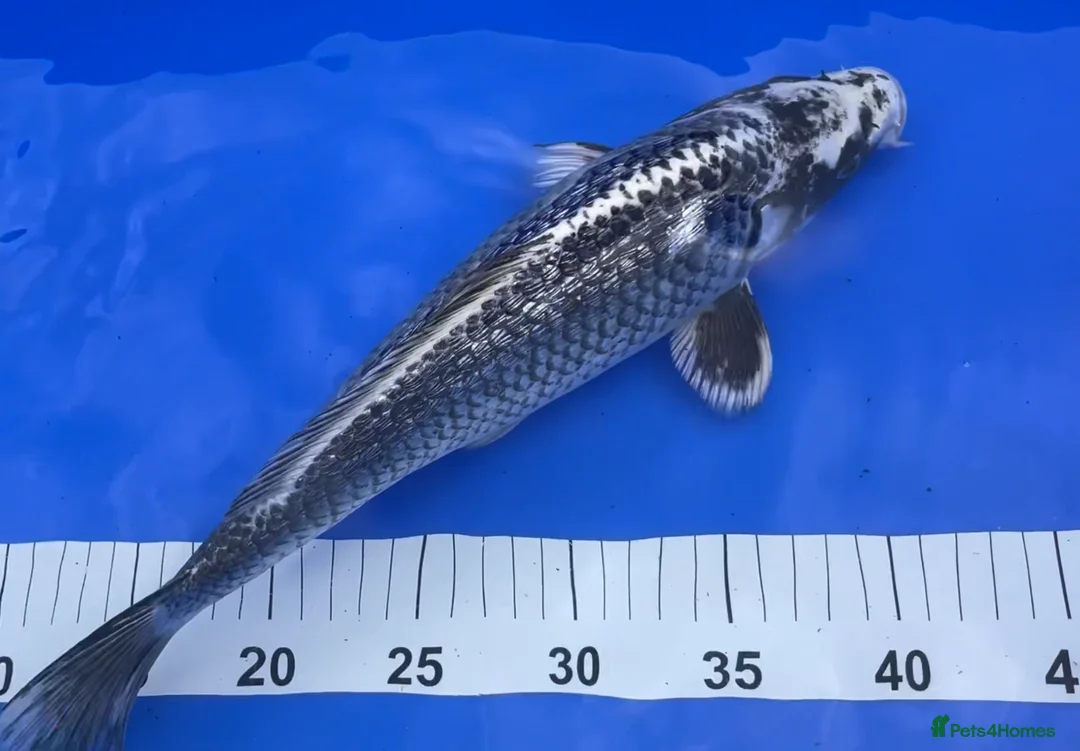 Koi Carp fish for sale: MASSIVE WINTER KOI SALE - 50% off - Advert 24