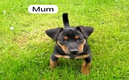 Jack Russell dogs for sale: Jack Russell Puppies  - Image 18