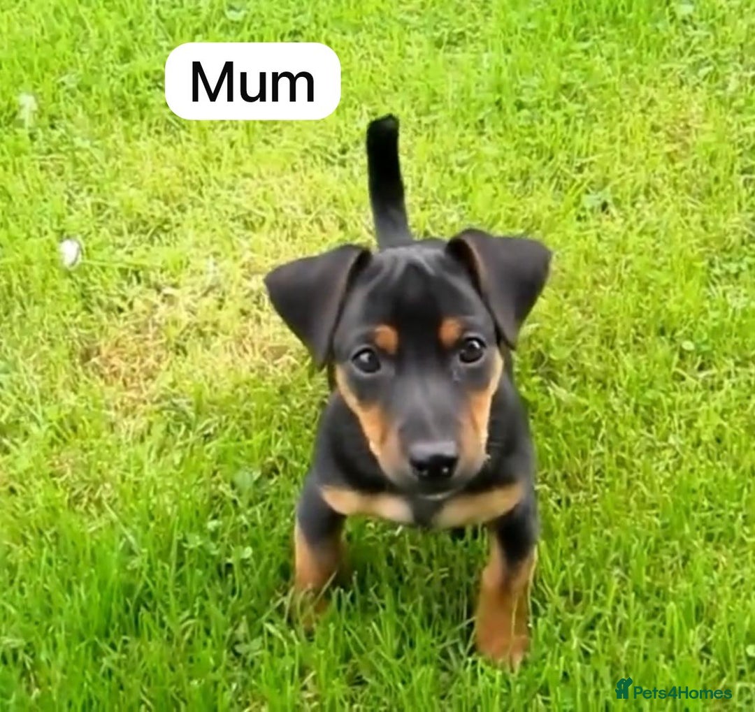 Jack Russell dogs for sale: Jack Russell Puppies  - Image 18