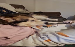 Alaskan Malamute dogs for sale: Alaskan malamute boy.  - Image 2