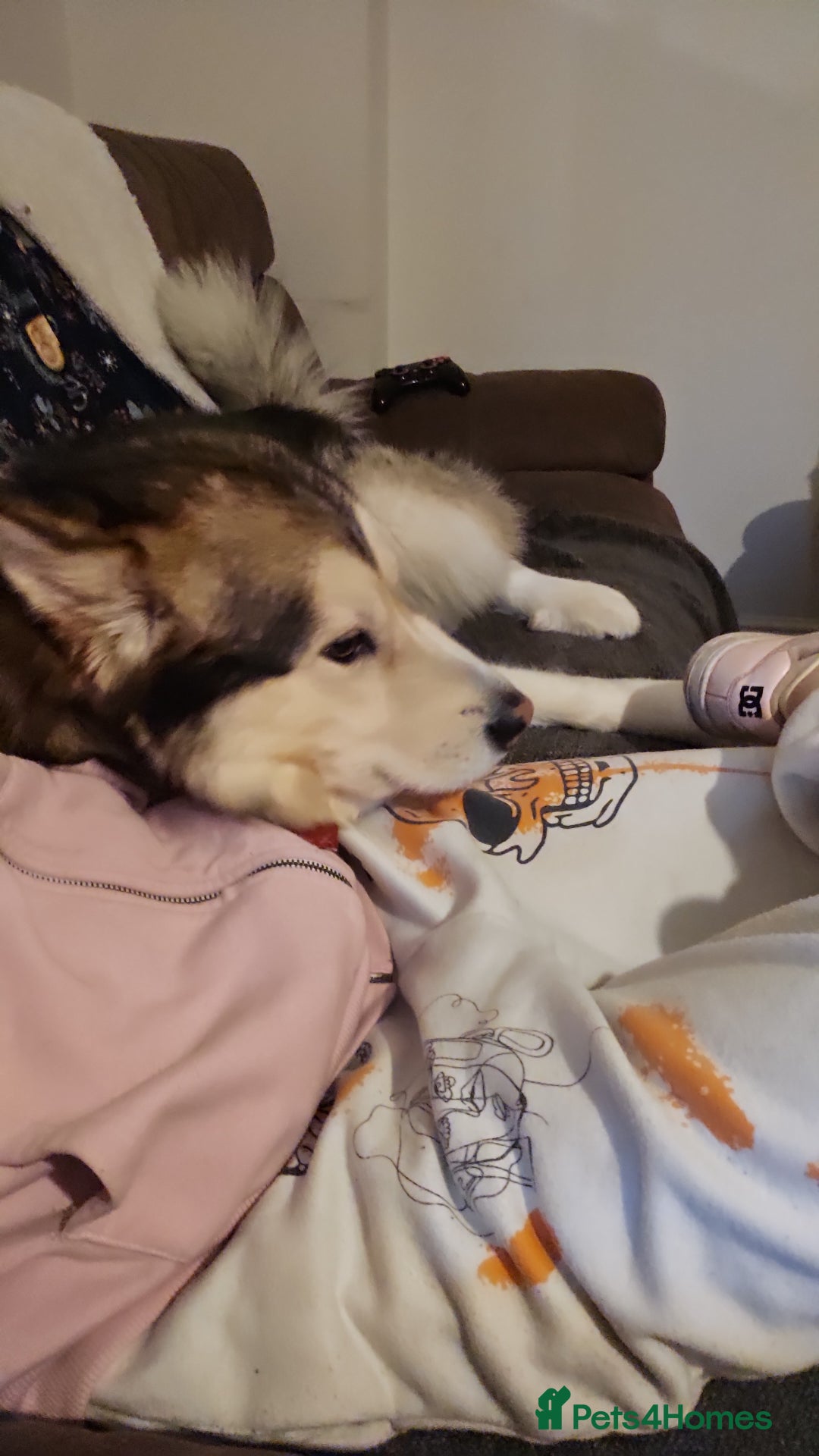 Alaskan Malamute dogs for sale: Alaskan malamute boy.  - Image 2